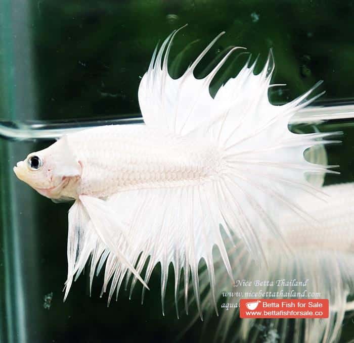 Betta fish CT Perfect White Dragon Platinum - Image 6