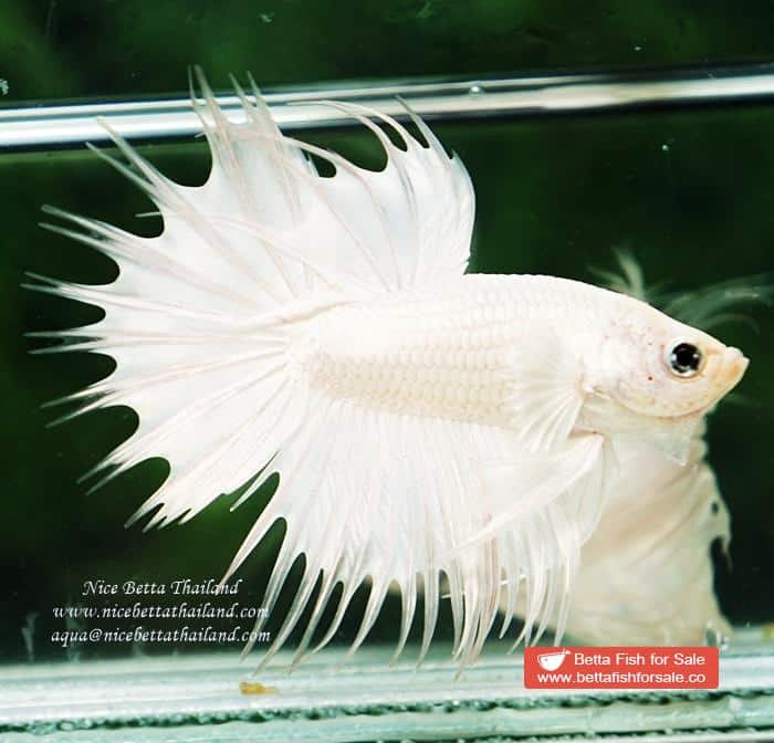 Betta fish CT Perfect White Dragon Platinum - Image 7