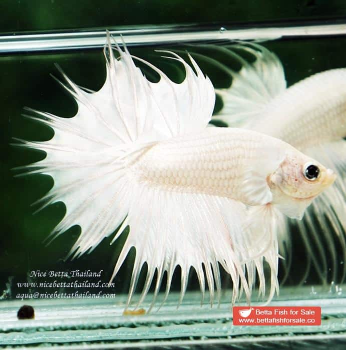 Betta fish CT Perfect White Dragon Platinum - Image 4