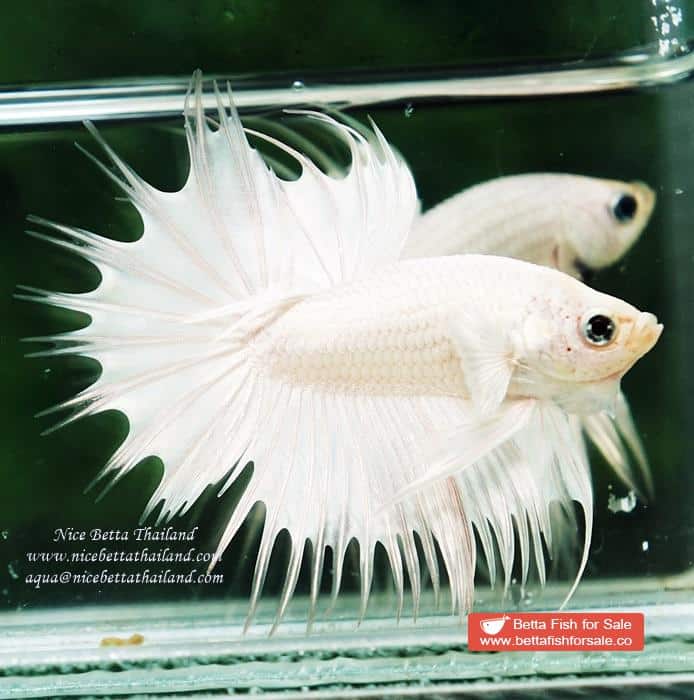 Betta fish CT Perfect White Dragon Platinum - Image 2
