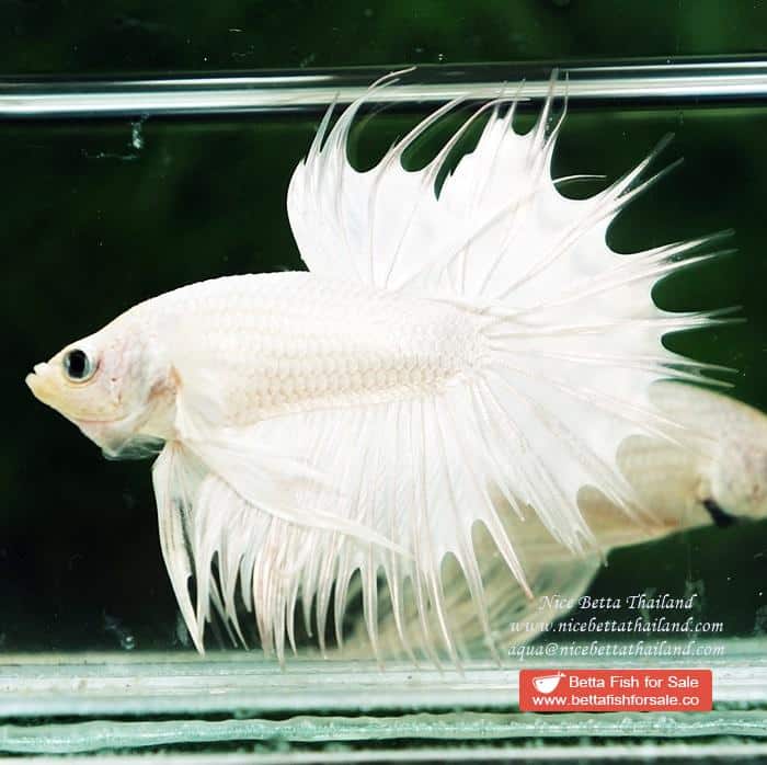 Betta fish CT Perfect White Dragon Platinum - Image 3