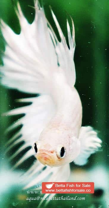 Betta fish CT Perfect White Dragon Platinum - Image 5