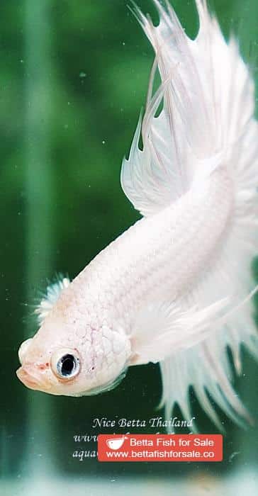 Betta fish CT Perfect White Dragon Platinum - Image 8