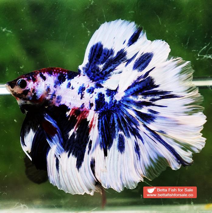 Betta fish OHM Fancy Blue Marble Rose tail - Image 4
