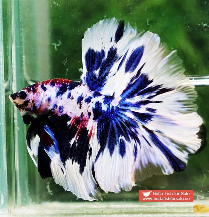 Betta fish OHM Fancy Blue Marble Rose tail - Image 6