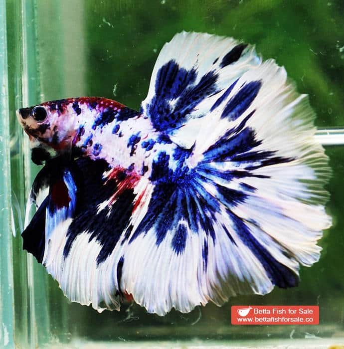 Betta fish OHM Fancy Blue Marble Rose tail - Image 2