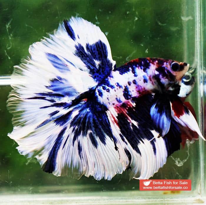Betta fish OHM Fancy Blue Marble Rose tail - Image 3