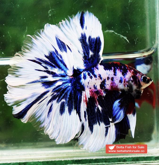 Betta fish OHM Fancy Blue Marble Rose tail - Image 5