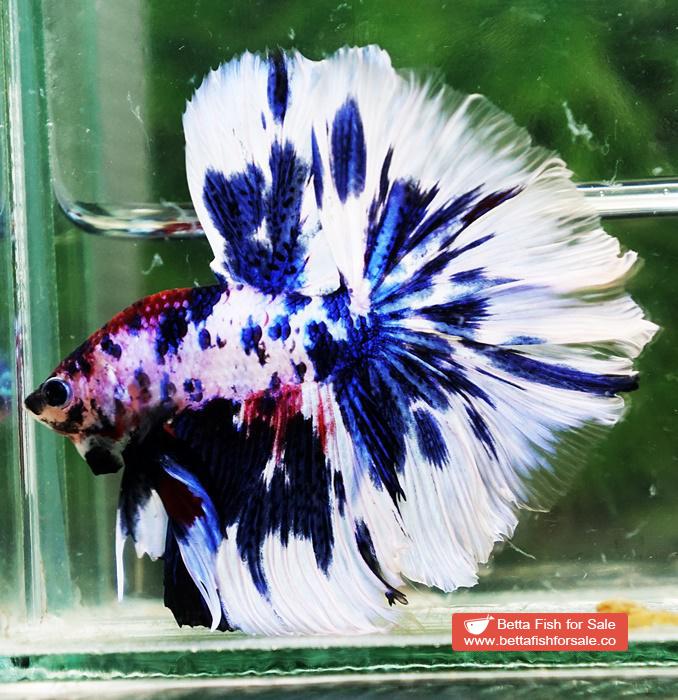 Betta fish OHM Fancy Blue Marble Rose tail - Image 7