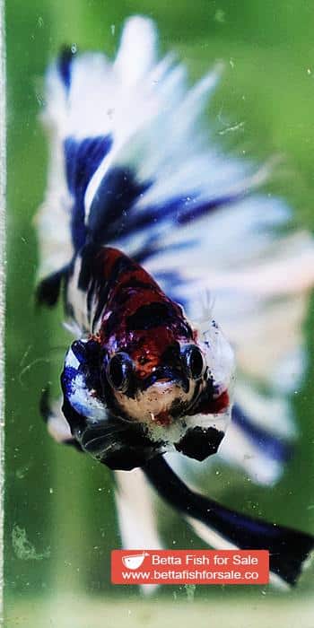 Betta fish OHM Fancy Blue Marble Rose tail - Image 9
