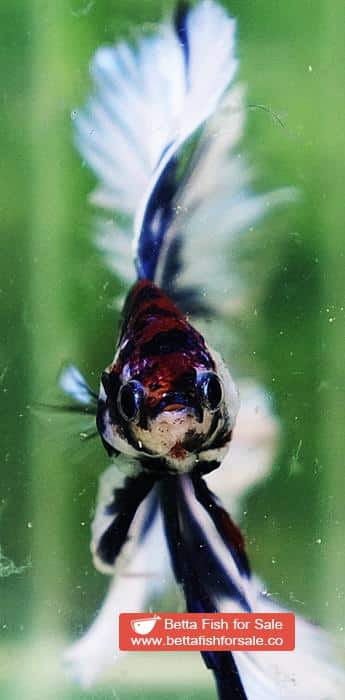Betta fish OHM Fancy Blue Marble Rose tail - Image 8
