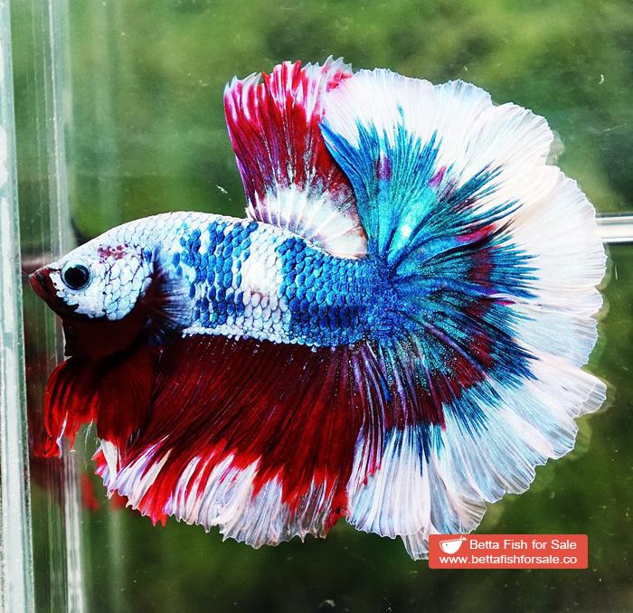 Betta fish OHM Fancy Captain America Rose tail - Image 2