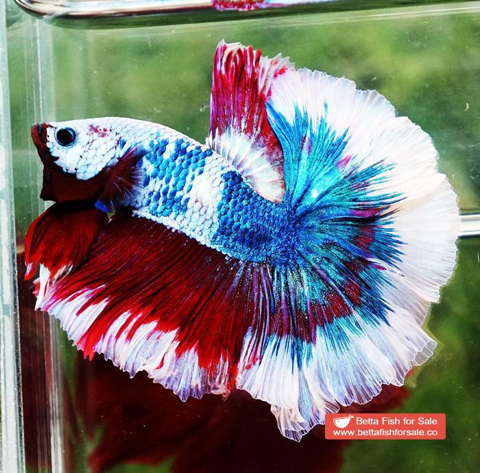 Betta fish OHM Fancy Captain America Rose tail - Image 6