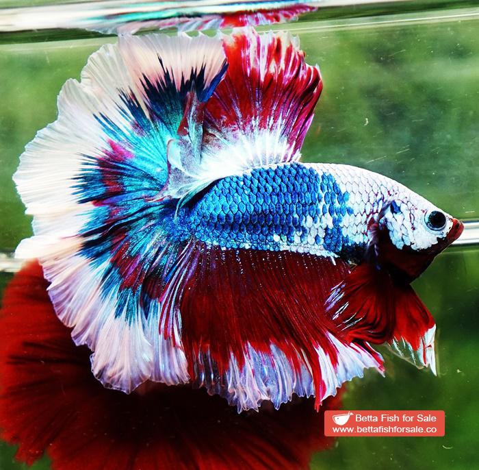 Betta fish OHM Fancy Captain America Rose tail - Image 4