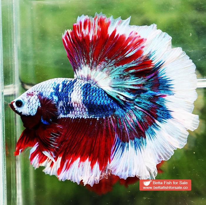 Betta fish OHM Fancy Captain America Rose tail - Image 3