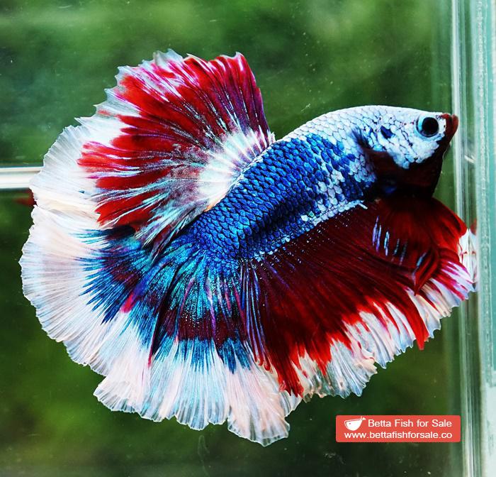 Betta fish OHM Fancy Captain America Rose tail - Image 5