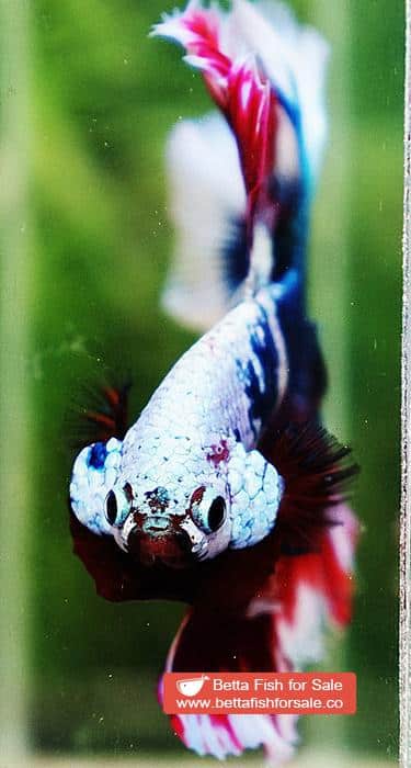 Betta fish OHM Fancy Captain America Rose tail - Image 7