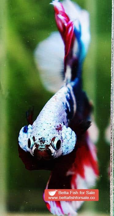 Betta fish OHM Fancy Captain America Rose tail - Image 8