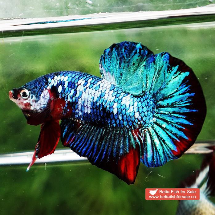 Betta fish HMPK Prince of White Avatar Galaxy - Image 2