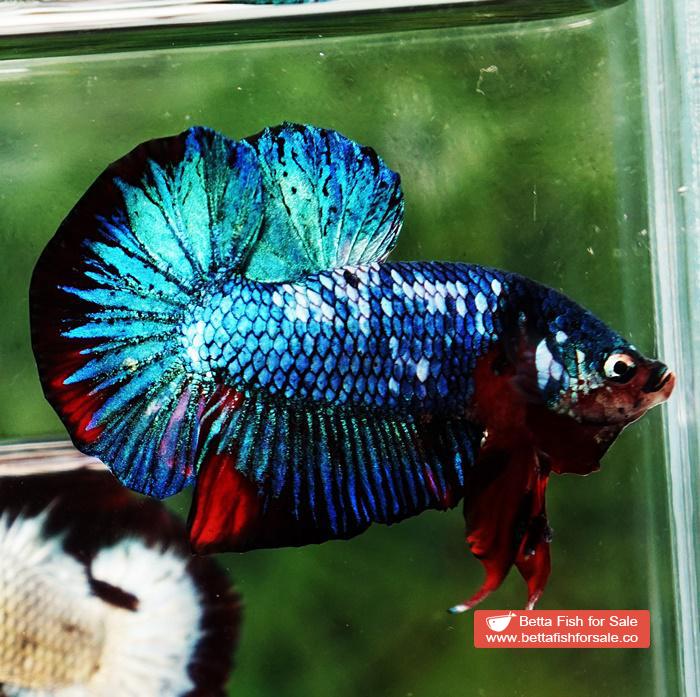 Betta fish HMPK Prince of White Avatar Galaxy - Image 3