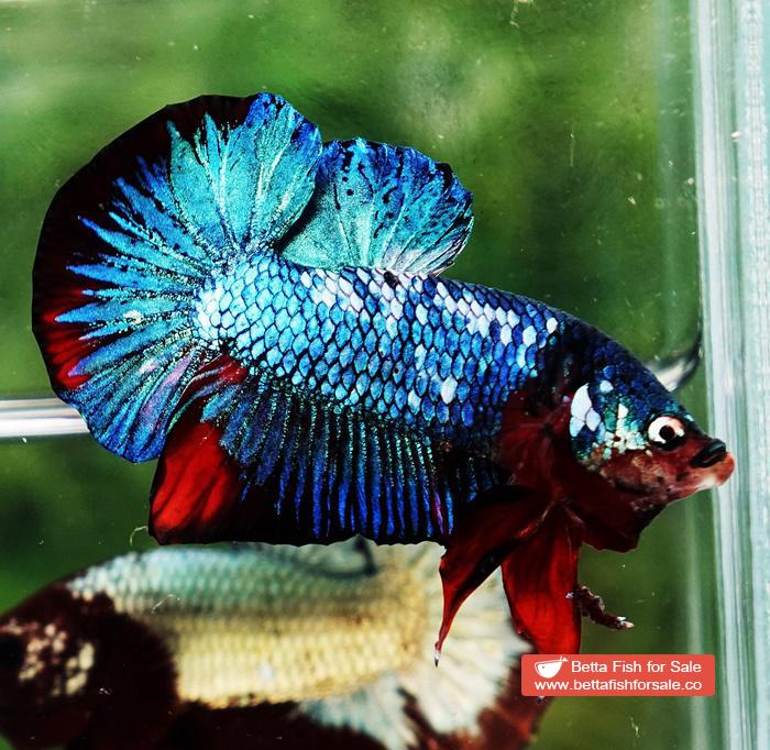 Betta fish HMPK Prince of White Avatar Galaxy - Image 5