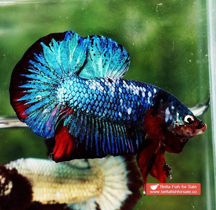 Betta fish HMPK Prince of White Avatar Galaxy - Image 7