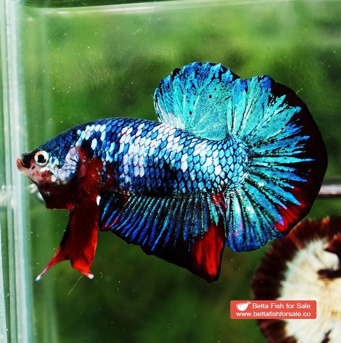 Betta fish HMPK Prince of White Avatar Galaxy - Image 6