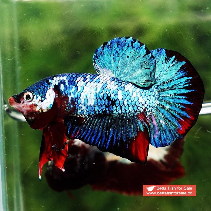 Betta fish HMPK Prince of White Avatar Galaxy - Image 4