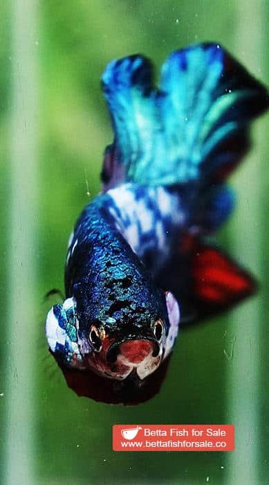 Betta fish HMPK Prince of White Avatar Galaxy - Image 8