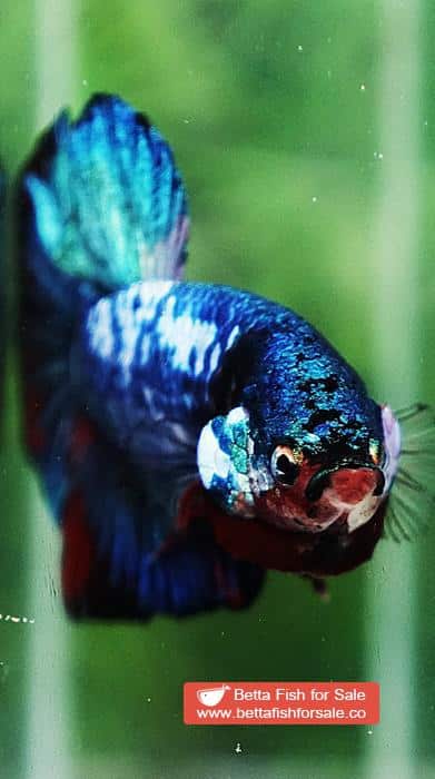 Betta fish HMPK Prince of White Avatar Galaxy - Image 9