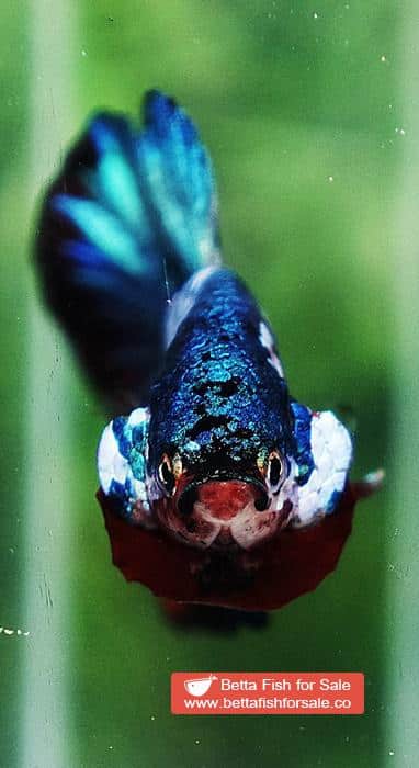 Betta fish HMPK Prince of White Avatar Galaxy - Image 10