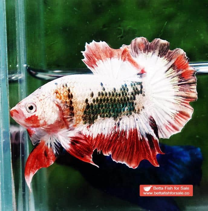 Betta fish HMPK Fancy Copper Halloween - Image 3