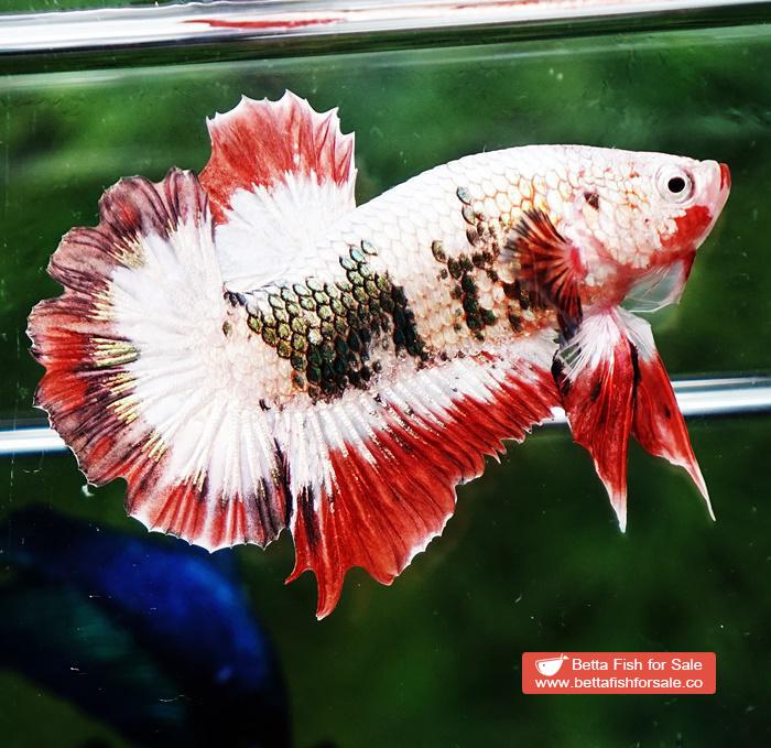 Betta fish HMPK Fancy Copper Halloween - Image 6