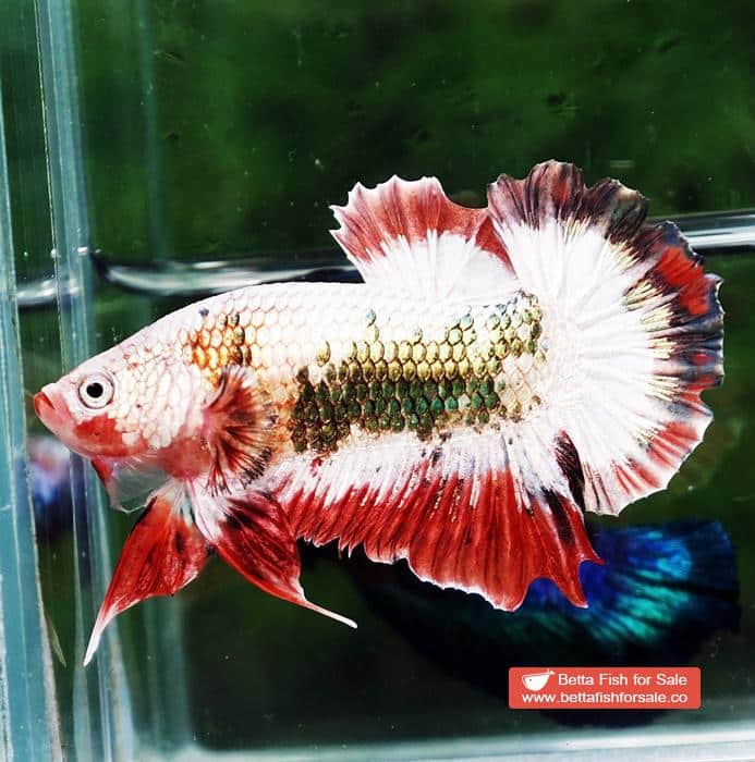 Betta fish HMPK Fancy Copper Halloween - Image 5