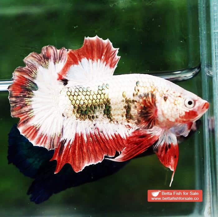 Betta fish HMPK Fancy Copper Halloween - Image 2