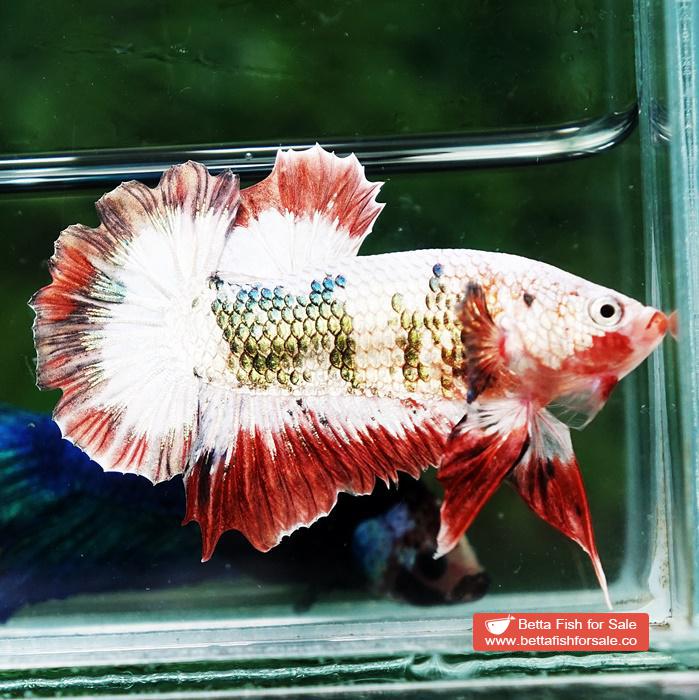 Betta fish HMPK Fancy Copper Halloween - Image 4