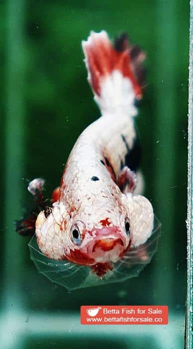 Betta fish HMPK Fancy Copper Halloween - Image 7