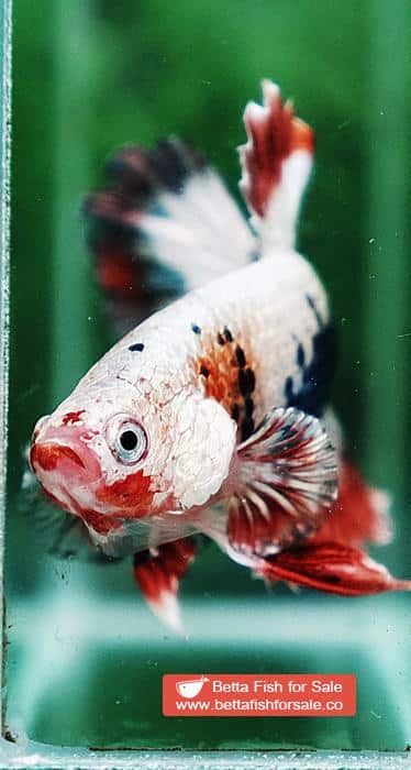 Betta fish HMPK Fancy Copper Halloween - Image 8