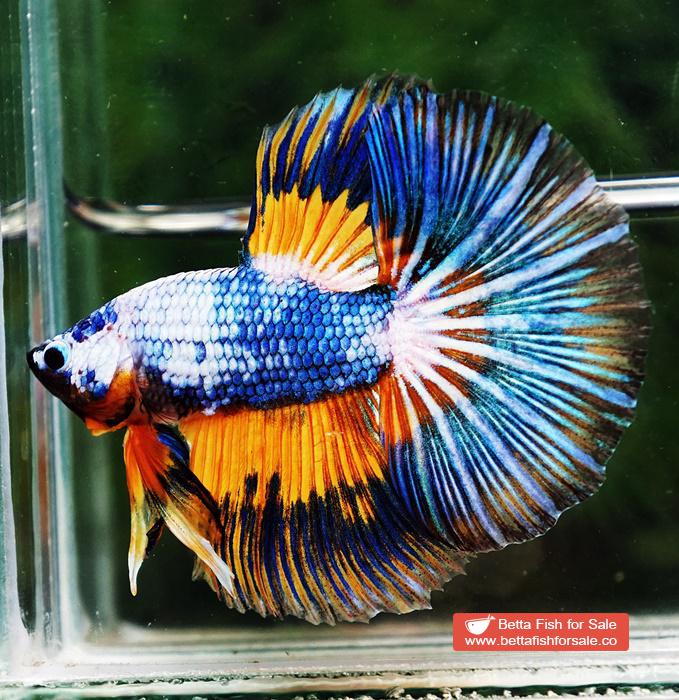 Betta fish HM Multicolor Fancy Macaw (Comp Grade) - Image 6