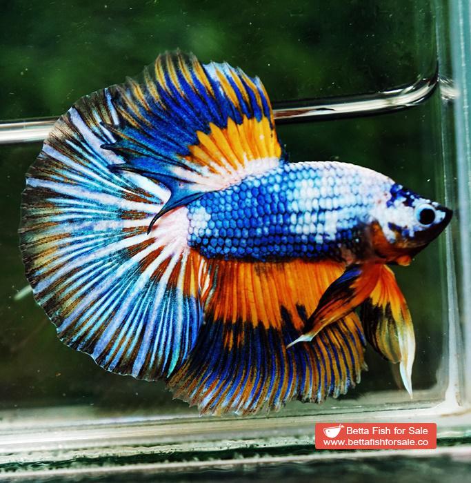 Betta fish HM Multicolor Fancy Macaw (Comp Grade) - Image 5