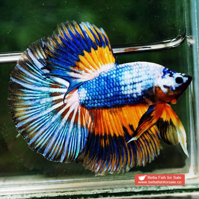 Betta fish HM Multicolor Fancy Macaw (Comp Grade) - Image 3