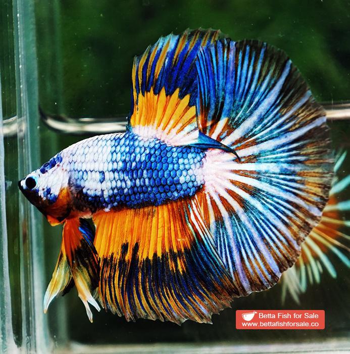 Betta fish HM Multicolor Fancy Macaw (Comp Grade) - Image 4