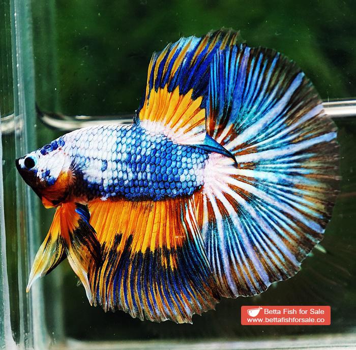 Betta fish HM Multicolor Fancy Macaw (Comp Grade) - Image 2
