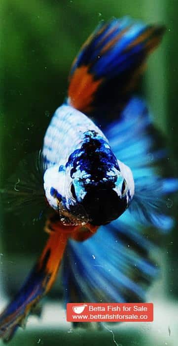 Betta fish HM Multicolor Fancy Macaw (Comp Grade) - Image 7