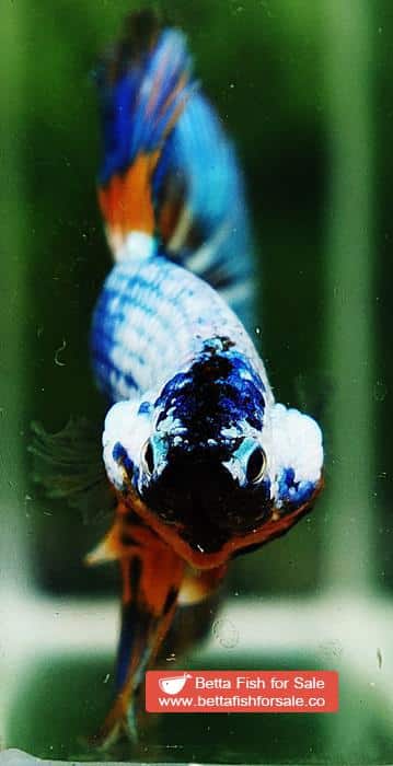 Betta fish HM Multicolor Fancy Macaw (Comp Grade) - Image 8
