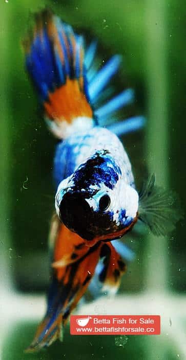 Betta fish HM Multicolor Fancy Macaw (Comp Grade) - Image 9