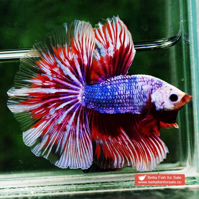 Betta fish OHM Meteor Lavender Strom - Image 3