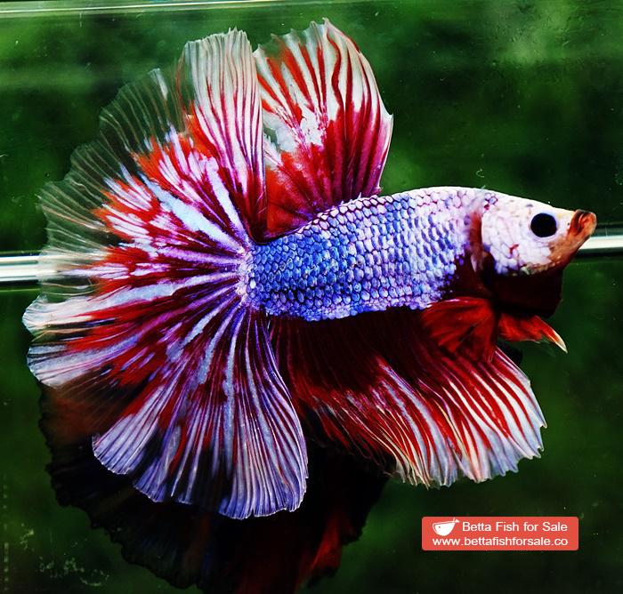 Betta fish OHM Meteor Lavender Strom - Image 5