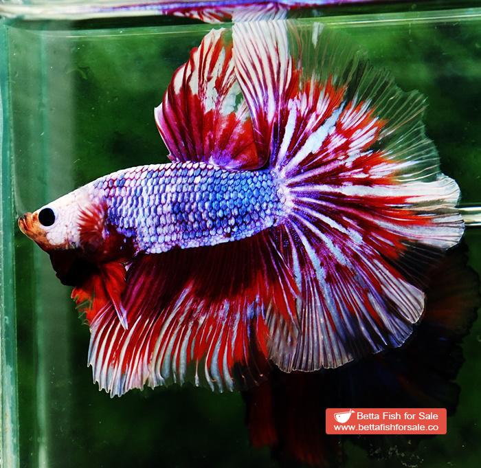Betta fish OHM Meteor Lavender Strom - Image 2