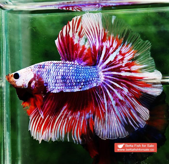 Betta fish OHM Meteor Lavender Strom - Image 4